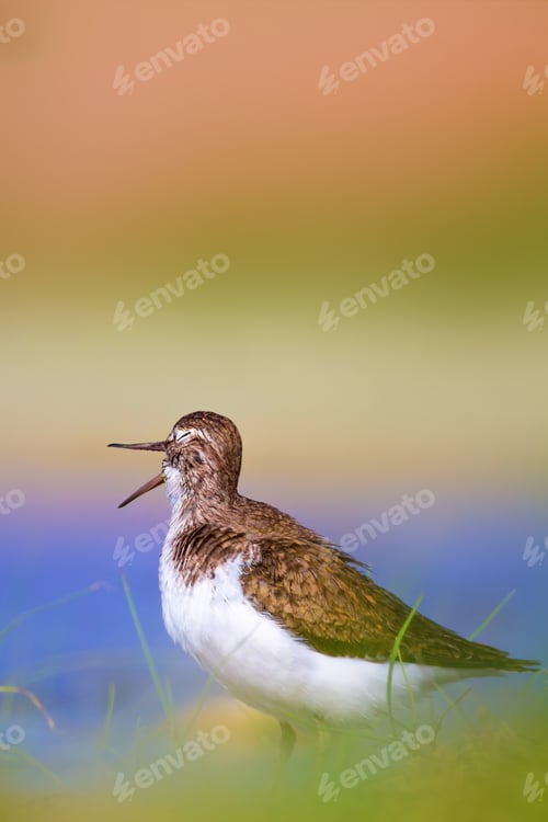 Preview: Cute Water Bird. Colorful Nature Background. Common Water Bird. Common Sandpiper / Actitis