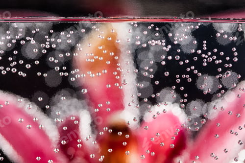 Preview: Abstract Underwater Composition With Blurry Orchid Petals, Bubbles And Light