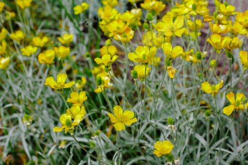 Preview: Ranunculus Illyricus In Spring Garden