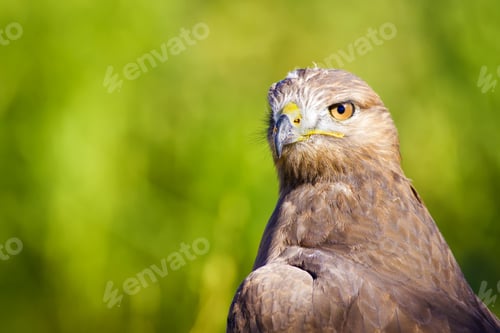 Preview: Bird Of Prey. Green Nature Background Long Legged Buzzard / Buteo Rufinus