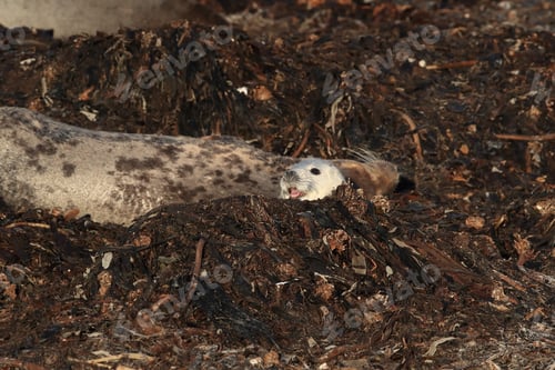 Preview: Gray Seal (Halichoerus Grypus) Wiht Pup Helgoland Germany