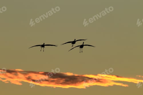 Preview: Sandhill Crane Bosque Del Apache Wildlife Reserve New Mexico Usa