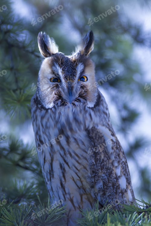 Preview: Owl Portrait In The Forest. Bird: Long Eared Owl. Asio Otus. Green Pine Tree Background.