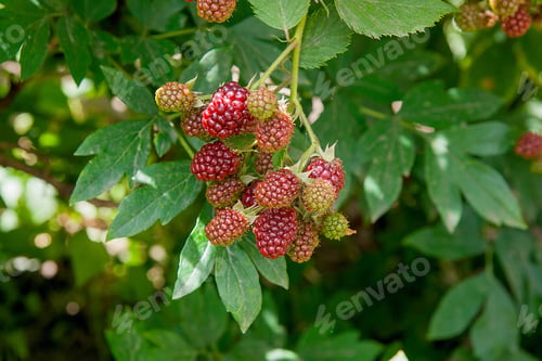 Preview: Red And Black Wild Blackberries Bushes And Branches On Green Leaves Background In The Garden During