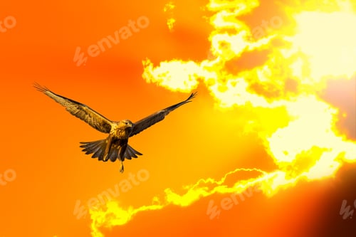 Preview: Flying Bird. Bird Of Prey. Sunset Sky Nature Background.