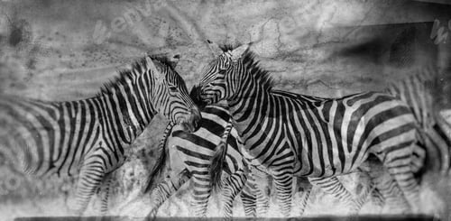 Preview: Vanishing Africa: Vintage Style Image Of Zebras In The Ngorongoro Crater, Tanzania