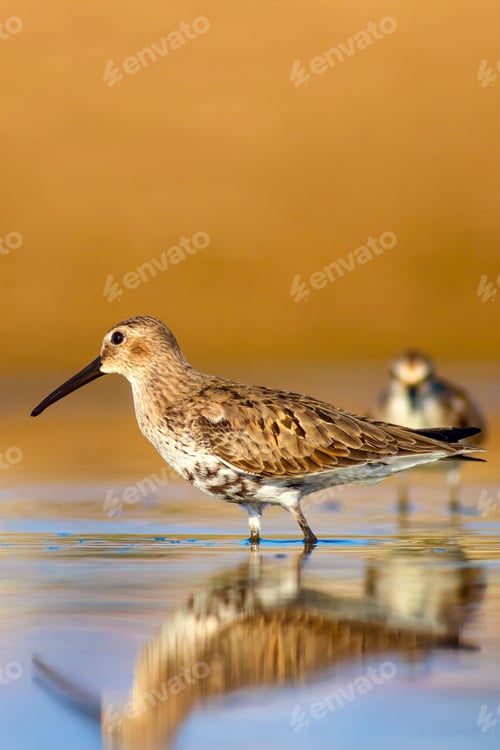 Preview: Water Birds. Colorful Nature Background. Bird: Curlew Sandpiper.