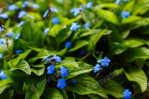 Preview: Navelwort Or Omphalodes Linifolia Blue Flowers In Spring Garden. Opmhalodes Vesna Moench Variety