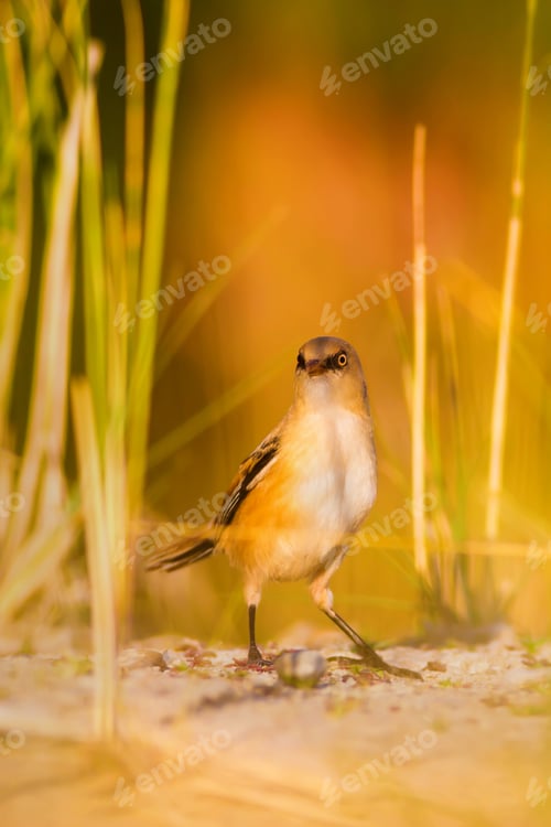 Preview: Cute Bird. Warm Colors Nature Background Bearded Reedling / Panurus Biarmicus