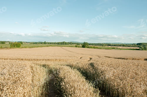 Preview: Wheat Fields