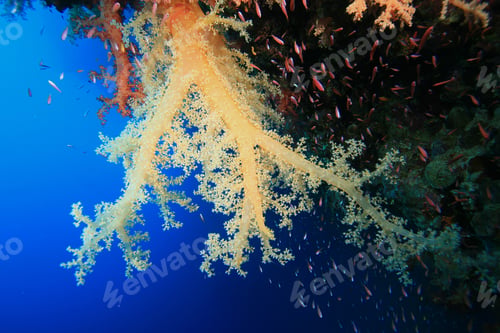 Preview: Soft Coral (Dendronepthya Hemprichi)