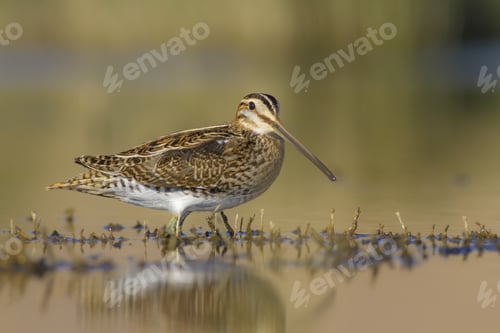 Preview: Nature And Bird. Green Nature Background. Bird: Common Snipe. Gallinago Gallinago.