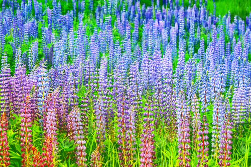 Preview: Blurred. Bright Lupine Flowers In The Background Of The Summer Landscape.