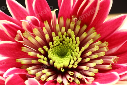 Preview: Pink And Magenta Chrysanthemum Flowers With Details