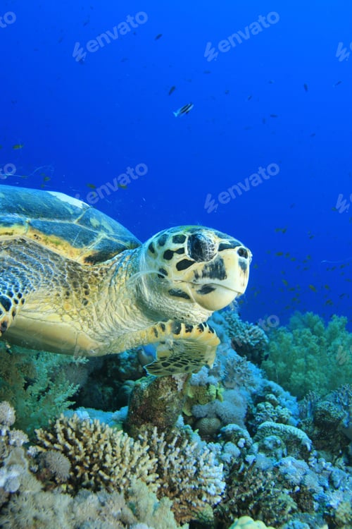 Preview: Hawksbill Turtle Feeding On Soft Corals