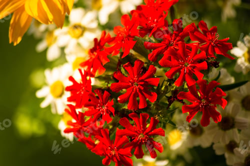 Preview: A Bouquet Of Bright Spring Flowers Of Various Types