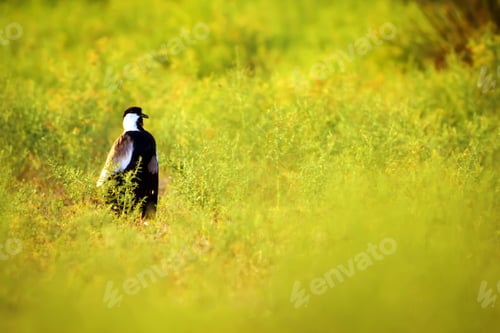 Preview: Green Nature And Spur Winged Lapwing Spur Winged Lapwing / Vanellus Spinosus