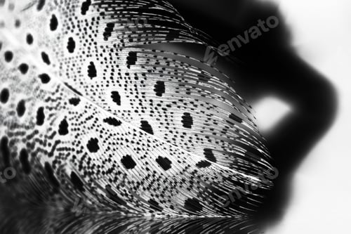 Preview: Guinea Hen Feather With Light Grey Background