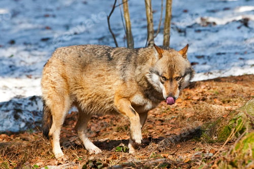 Preview: Wolf In The Bavarian Part Of The Alps, Bayerischer Wald National Park, Germany