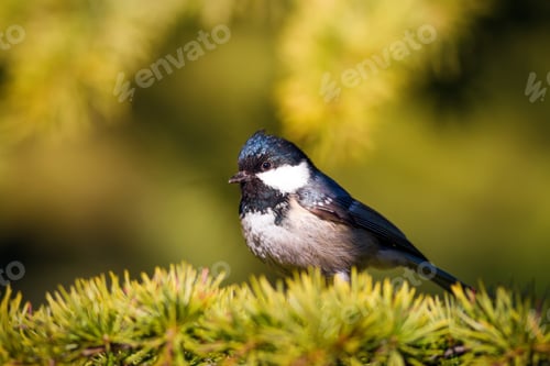 Preview: Cute Bird. Green Forest Background. Bird: Coal Tit. Periparus Ater.