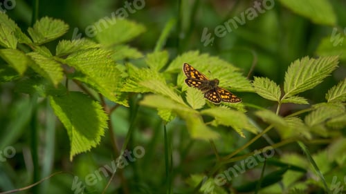 Preview: On The Meadow In Spring