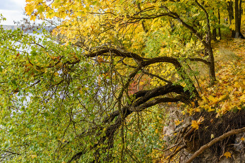 Preview: Autumn Colored Trees In The Park Covered With Moss In Wet Sunny Day