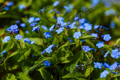 Preview: Navelwort Or Omphalodes Linifolia Blue Flowers In Spring Garden. Opmhalodes Vesna Moench Variety