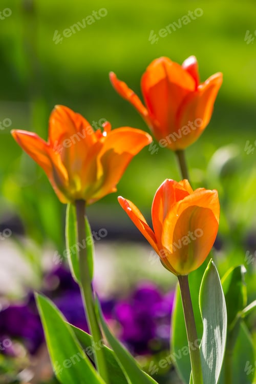 Preview: Orange Tulip On Blurred Background Of Colored Bokeh