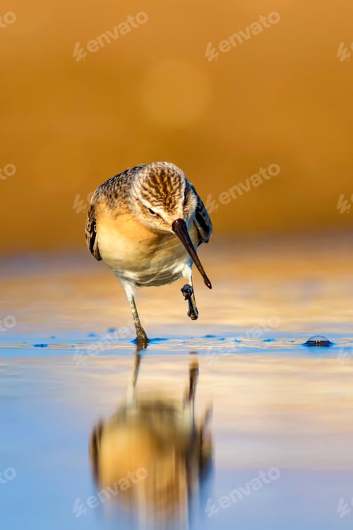 Preview: Cute Little Water Bird. Yellow Blue Nature Background.
