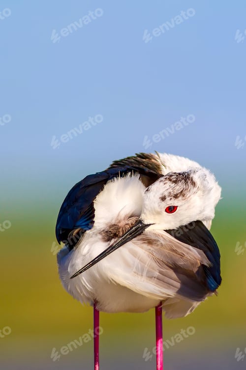 Preview: Common Water Bird. Black Winged Stilt. Himantopus Himantopus. Green Blue Nature Background.