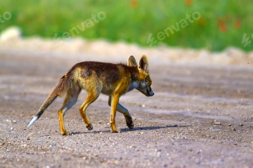 Alert Fox Walking Across a Dirt Roadway