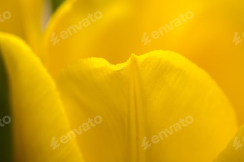 Preview: Close Up Of Part Of Tulip Flower. Big Close Up Of Spring Tulip.