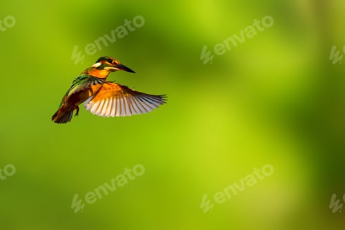 Preview: Flying Bird. Little Colorful Bird Kingfisher. Green Nature Background. Isolated Images. Bird