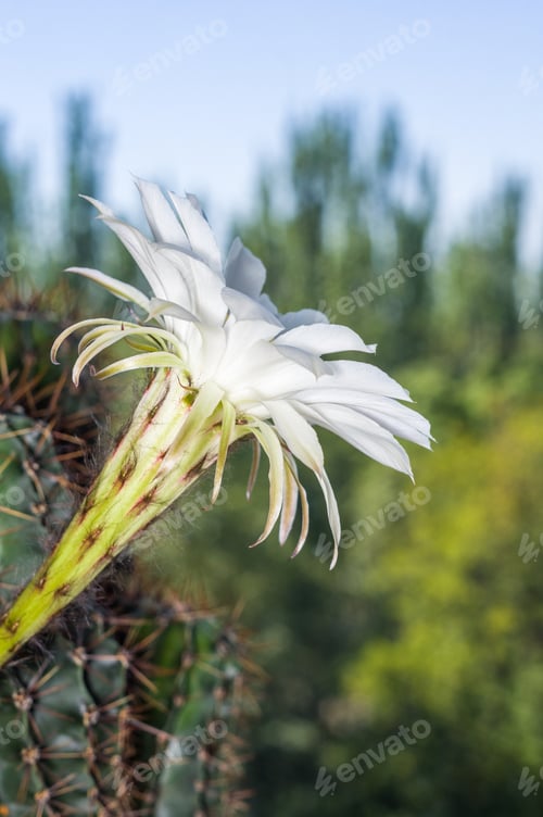 Preview: White Cactus Flower Blooming Outdoors with Green Background