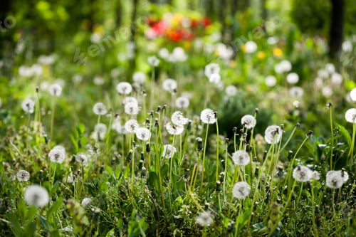 Preview: Dandelion Seeds With Natural Background