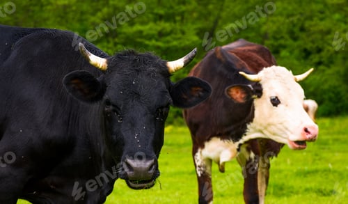 Preview: Portrait Of Two Cows With Flies On The Face. Animal In Spring Green Environment