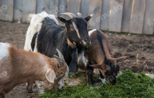 Preview: Goat And Donkey At Evening Feeding