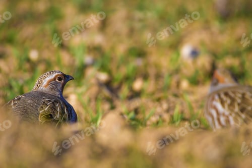 Preview: Partridge Portrait. Colorful Nature Background. Bird: Grey Partridge. Perdix Perdix.
