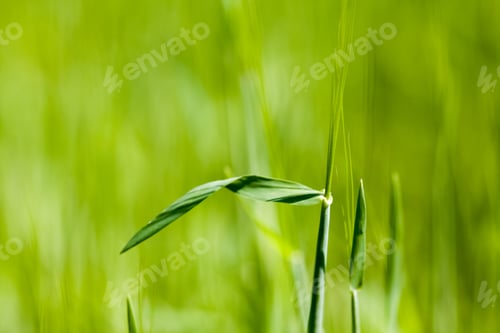Preview: Abstract Texture And Background With Blurred Green Grass