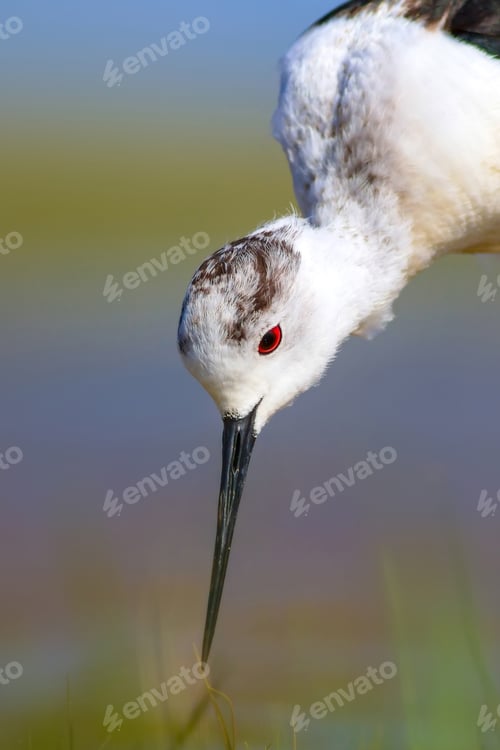Preview: Common Water Bird Portrait. Colorful Natural Background. Bird: Black Winged Stilt. Himantopus