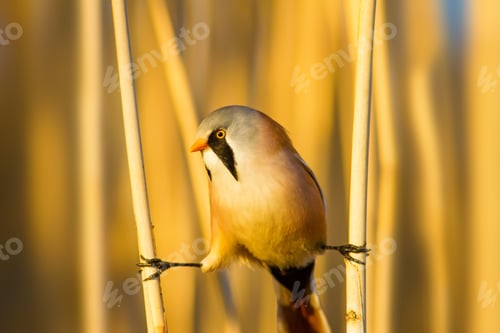 Preview: Bearded Funny Bird. Yellow Reeds Background.