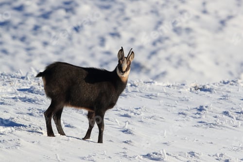 Preview: Chamois (Rupicapra Rupicapra) In The Winter Vosges Mountains, France