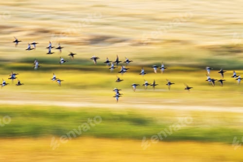 Preview: Flying Duks. Colorful Nature Background. Panning Technique Photography. Birds: Red Crested Pochard