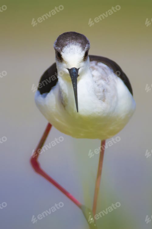 Preview: Cute Bird And Nature. Black Winged Stilt Himantopus Himantopus