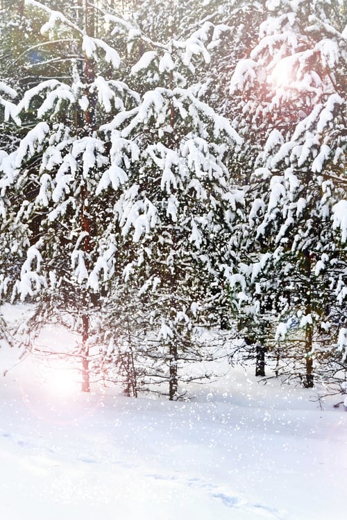 Preview: Winter Forest