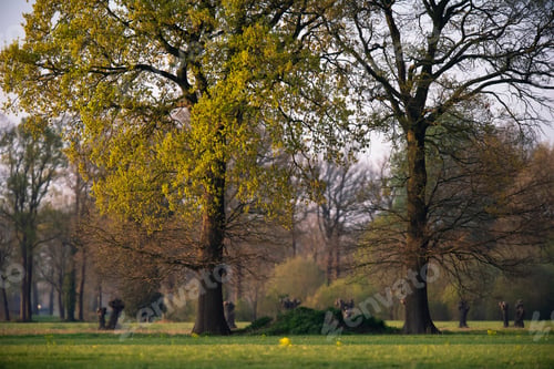 Preview: Dutch Countryside With Meadow And Trees In Spring.