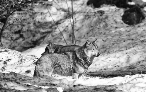 Preview: Wolves In The Bavarian Forest National Park, Bavaria, Germany