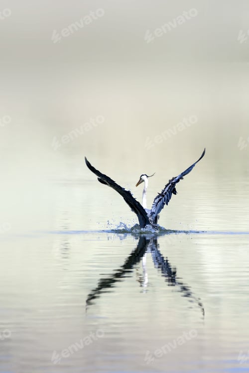 Preview: Flying Heron. Nature Background. Heron Bird: Grey Heron. Ardea Cinerea.
