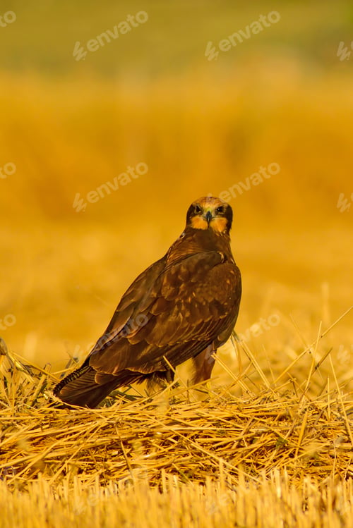 Preview: Bird Of Prey. Yellow Nature Background. Bird: Western Marsh Harrier.Circus Aeruginosus.