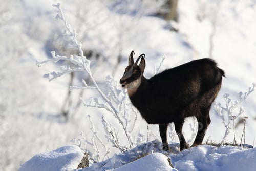 Preview: Chamois (Rupicapra Rupicapra) In The Winter Vosges Mountains, France